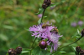 Honey bees pollinating purple knapweed flowers in nature