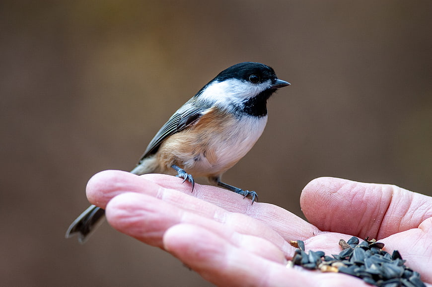 Black-capped Chickadee Perched on Hand with Seeds