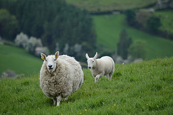 Sheep and Lamb Grazing on Green Hillside