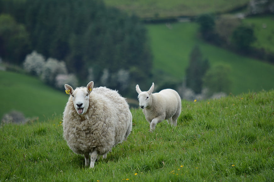Sheep and Lamb Grazing on Green Hillside