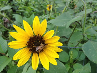 Honeybee Pollinating Yellow Sunflower in Green Garden