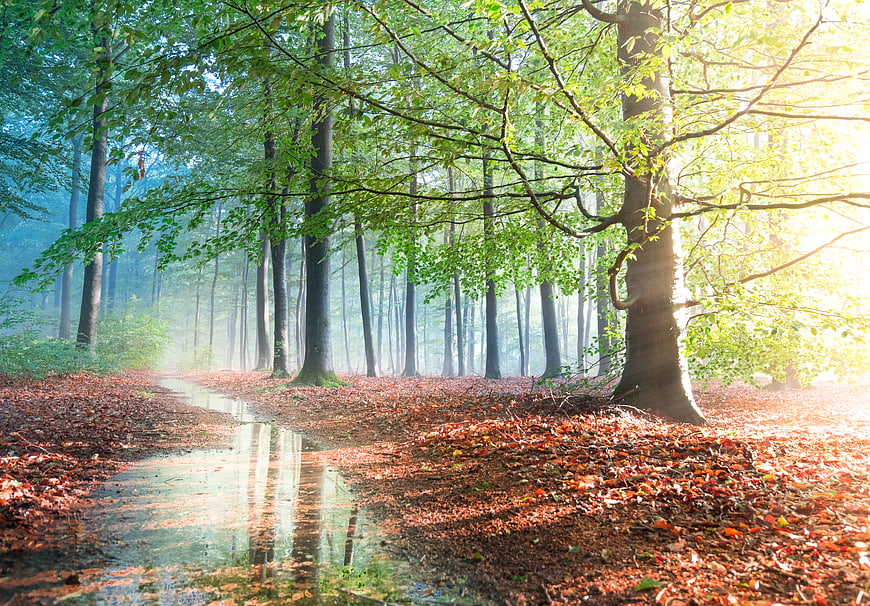 Sunlit forest path with puddle and autumn leaves
