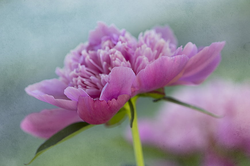 Soft Focus Pink Peony Flower Close Up