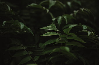 Dark moody green leaves in shadowy forest setting
