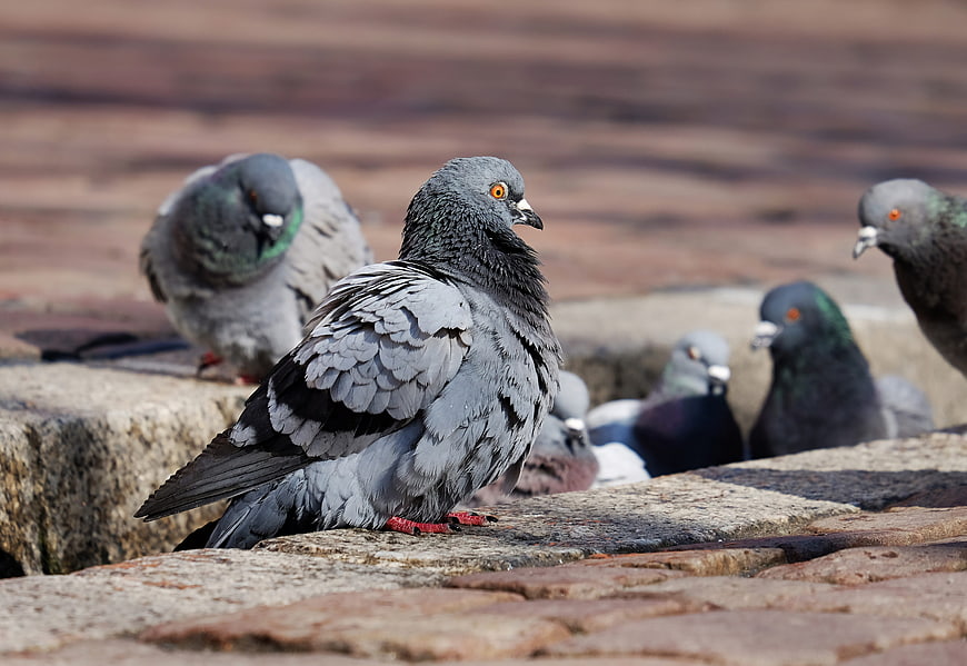 Close-up of a Rock Dove Pigeon Perched on Stone Steps