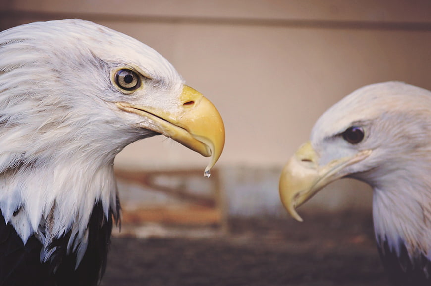 Close-up of two bald eagles facing each other with water droplet