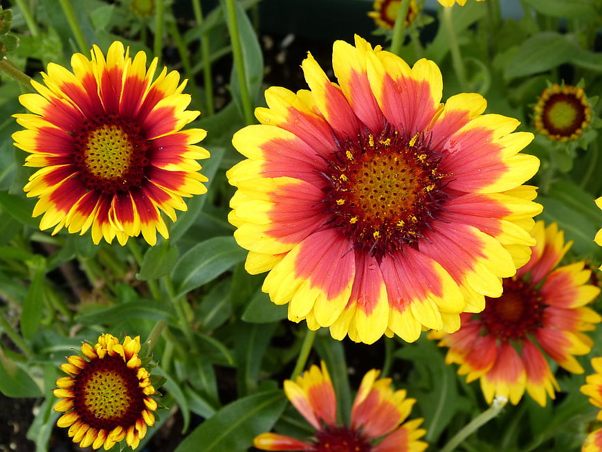 Vibrant yellow and red Gaillardia flowers in a garden