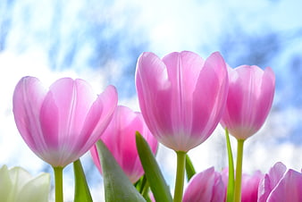 Pink Tulips Blooming Against Blue Sky Background