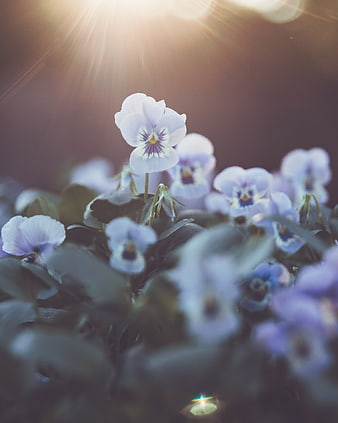Sunlit purple pansies blooming in a garden
