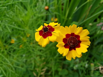 Yellow and Red Coreopsis Flowers in Green Garden
