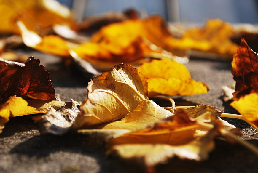Close-up of golden autumn leaves on pavement