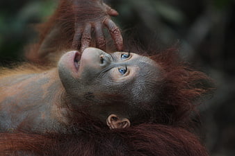 Close-up of a young orangutan with hand near face in natural habitat