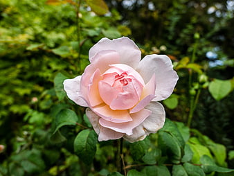 Close-up of a delicate pink rose in a garden