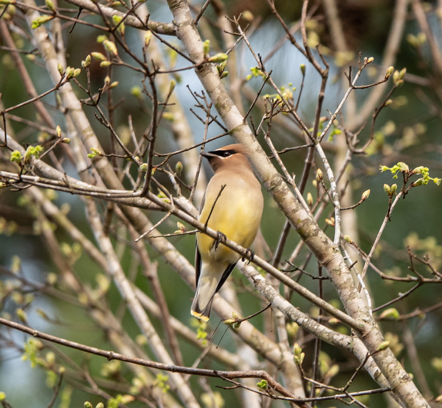 Cedar Waxwing Bird Perched on Spring Branch
