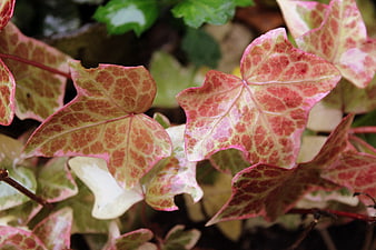 Close-up of variegated pink and green ivy leaves