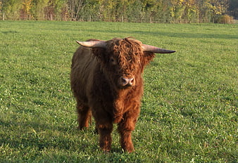 Shaggy Highland Cow Standing in Green Pasture