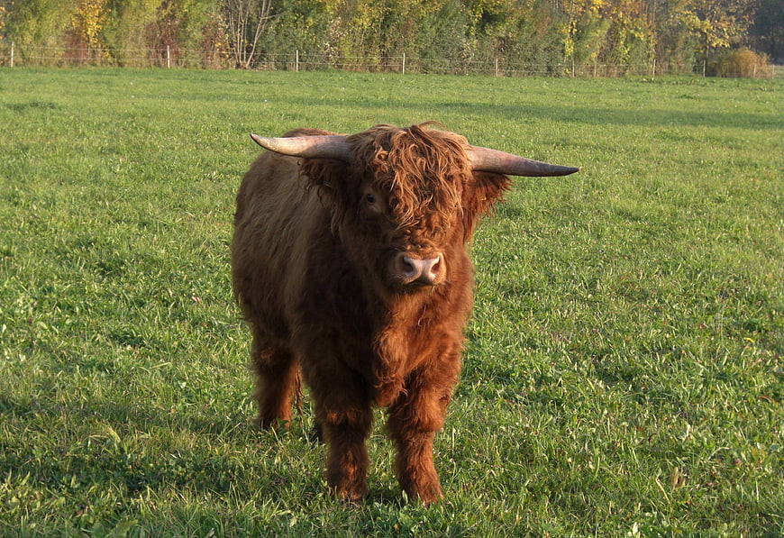 Shaggy Highland Cow Standing in Green Pasture
