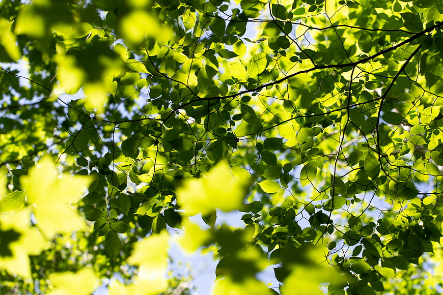 Sunlit Green Leaves Pattern Against Blue Sky