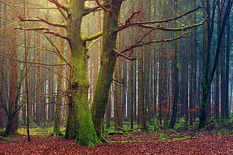 Mystical Mossy Tree in Autumn Forest with Sunbeams