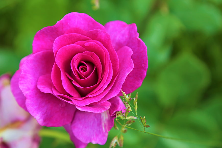 Vibrant Pink Rose Close-Up with Green Background