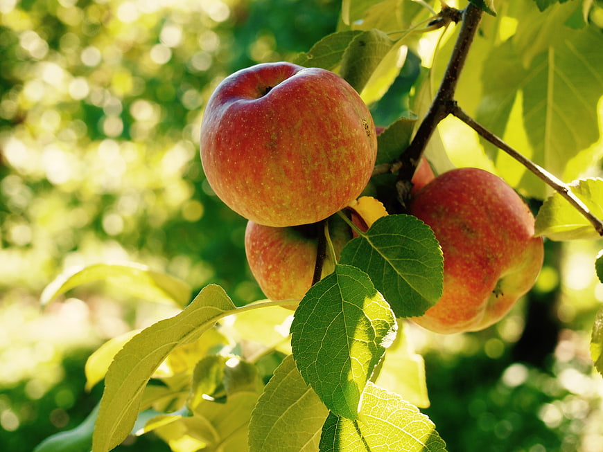 Ripe Red Apples Hanging on a Tree Branch in Sunlight