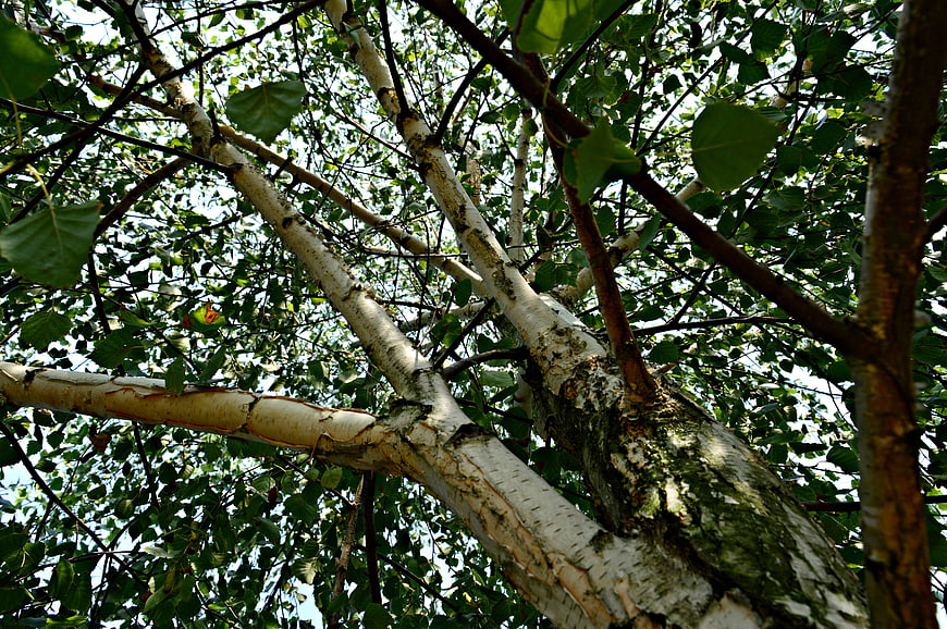 Low angle view of birch tree branches and green leaves