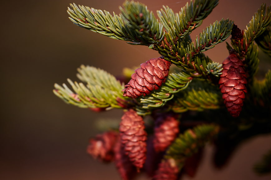 Close-up of fir tree branch with red pine cones
