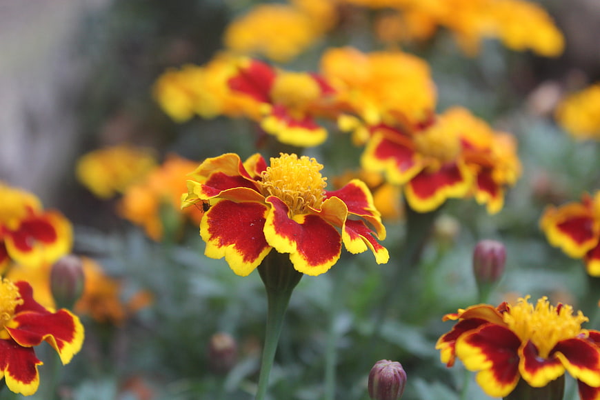 Vibrant Red and Yellow Marigold Flowers in Garden