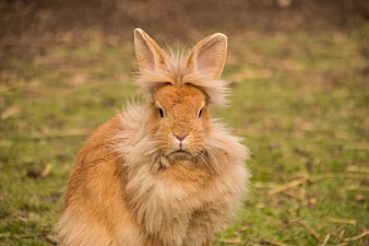 Fluffy Lionhead Rabbit Portrait On Green Grass