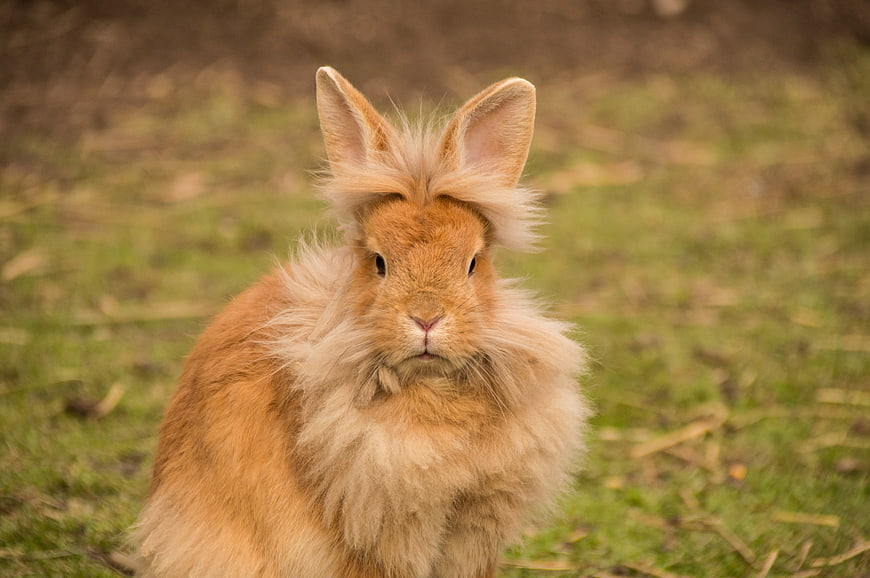 Fluffy Lionhead Rabbit Portrait On Green Grass
