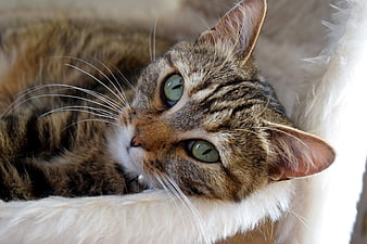 Close-up of a brown tabby cat with green eyes resting