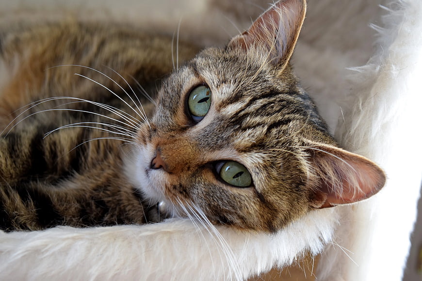 Close-up of a brown tabby cat with green eyes resting