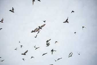 Flock of pigeons flying against a cloudy sky