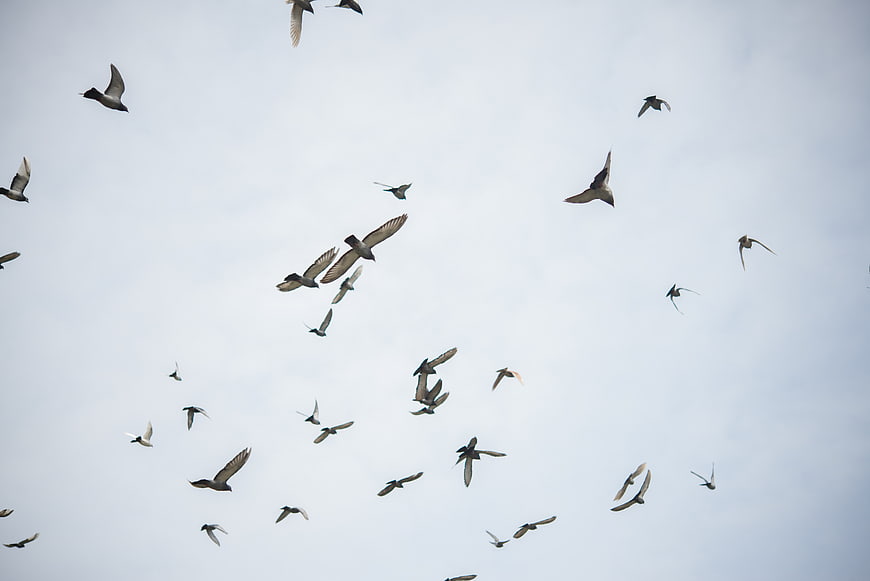 Flock of pigeons flying against a cloudy sky
