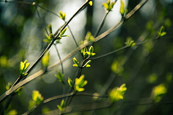 Spring tree branches with fresh green leaves and soft bokeh background