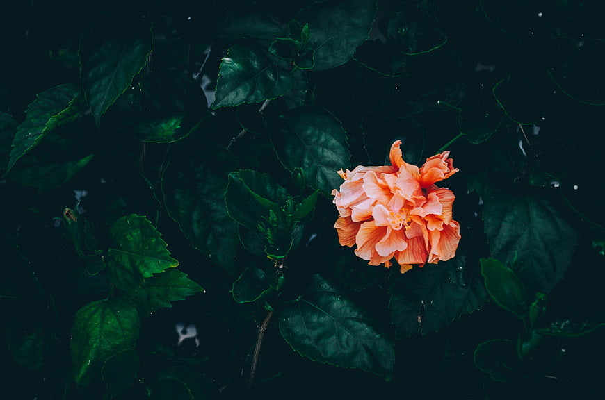 Vibrant Orange Hibiscus Flower Against Dark Green Leaves