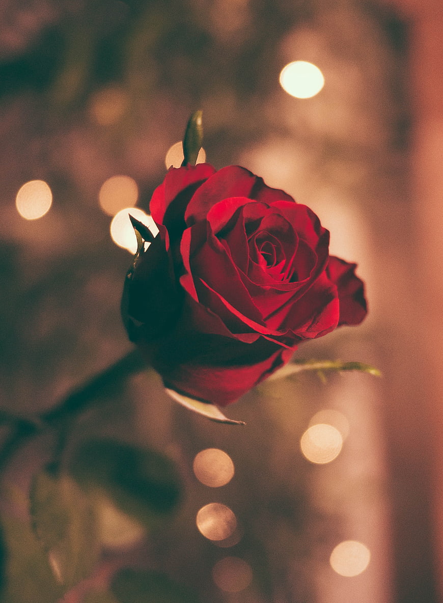 Close-up of a red rose with bokeh lights