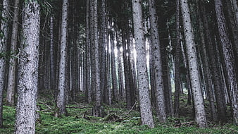 Sunbeams filtering through tall pine trees in a dense forest