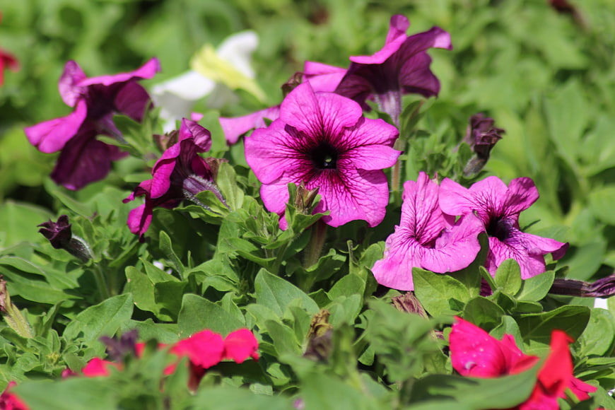 Vibrant pink petunias blooming in a lush green garden
