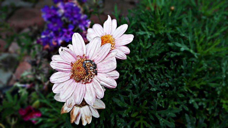 Close-up of pink daisy flowers with yellow centers in a garden