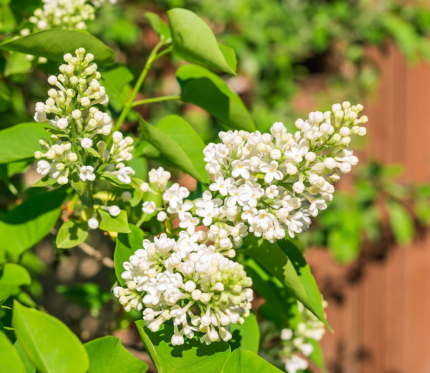 Close-up of white lilac flowers blooming in spring garden