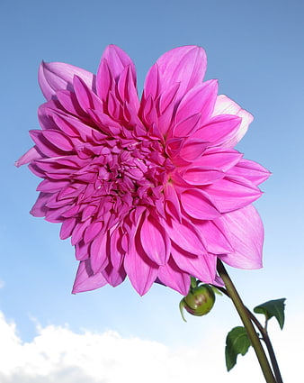 Vibrant Pink Dahlia Flower Against Blue Sky