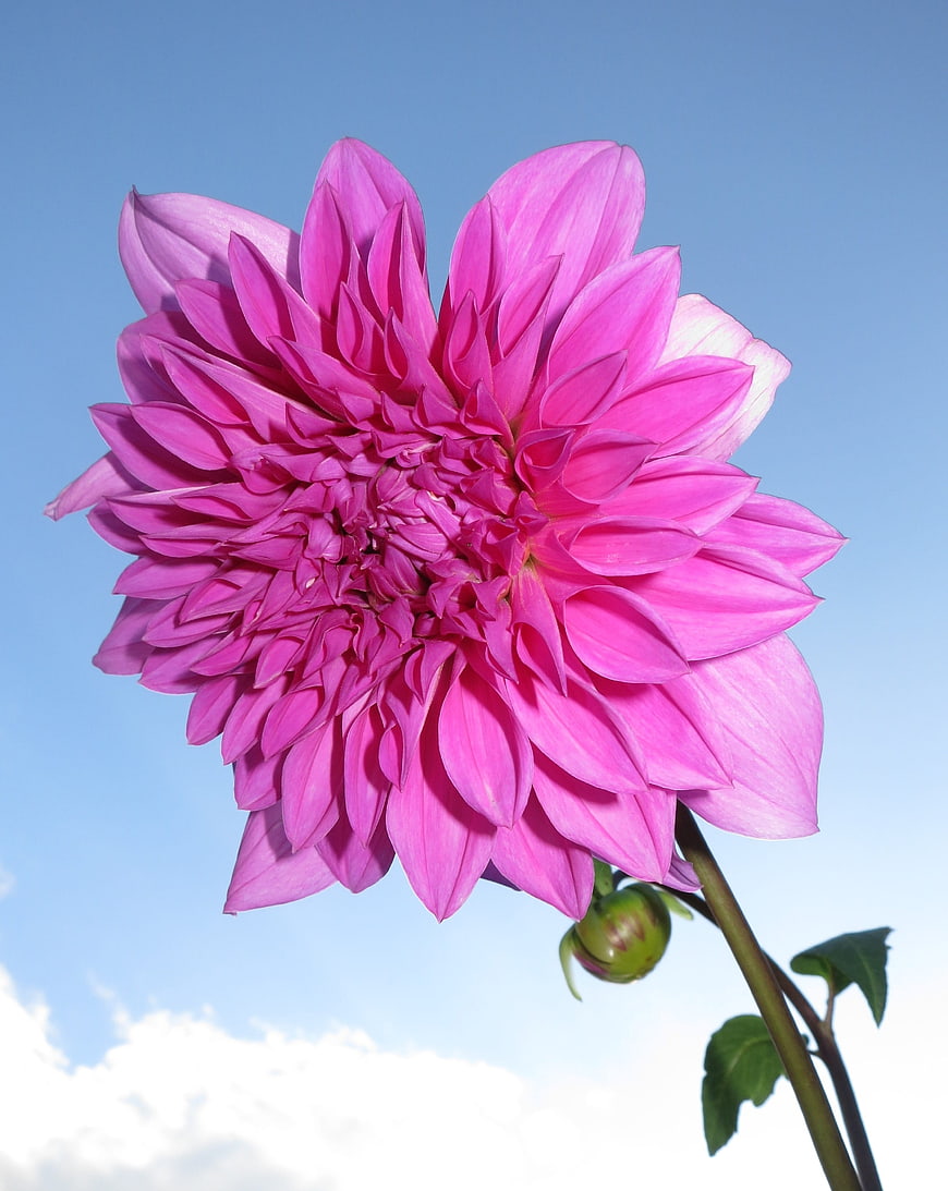 Vibrant Pink Dahlia Flower Against Blue Sky