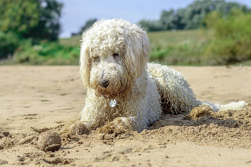 Fluffy Golden Doodle Dog Lying On Sandy Beach With Ball