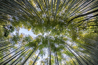 Low angle view of towering bamboo forest canopy against blue sky