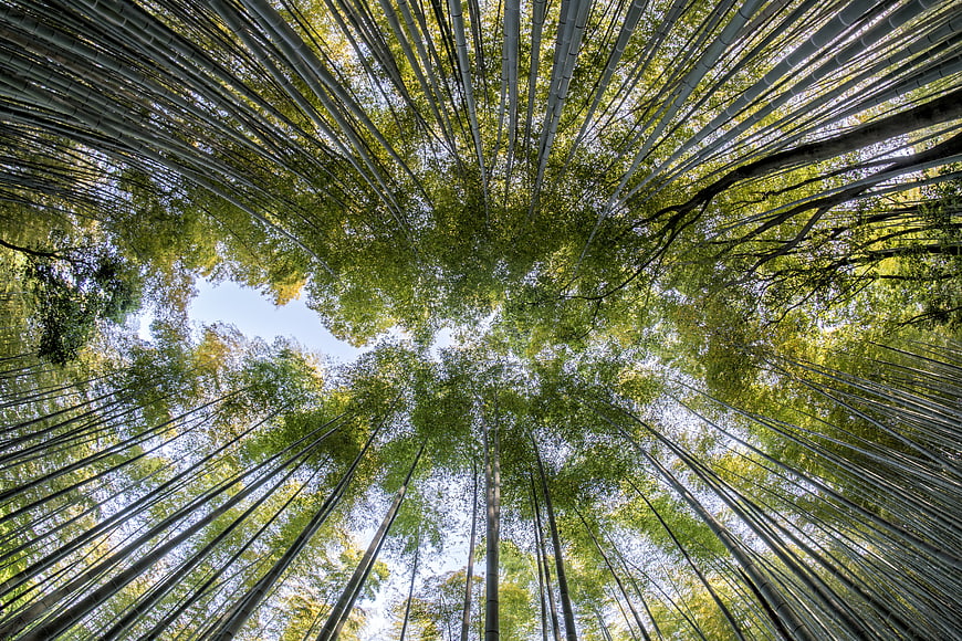 Low angle view of towering bamboo forest canopy against blue sky
