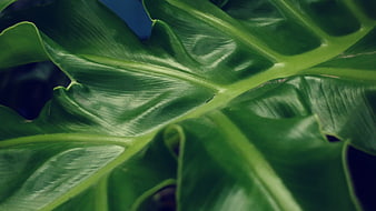 Close-up of vibrant green tropical leaf with detailed veins