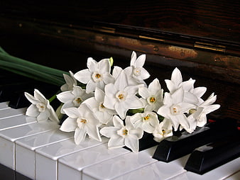 White Jonquils Resting on Piano Keys