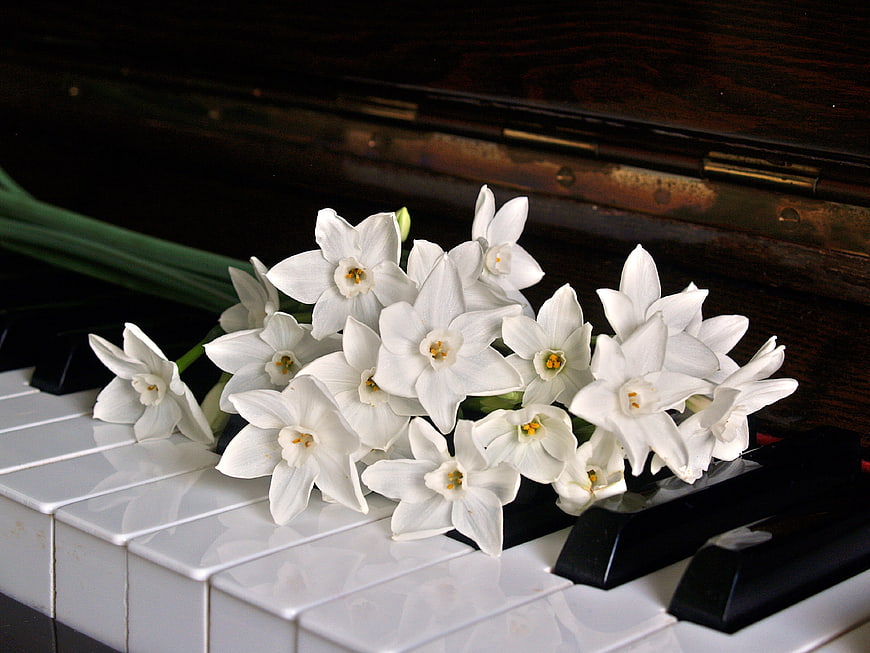 White Jonquils Resting on Piano Keys