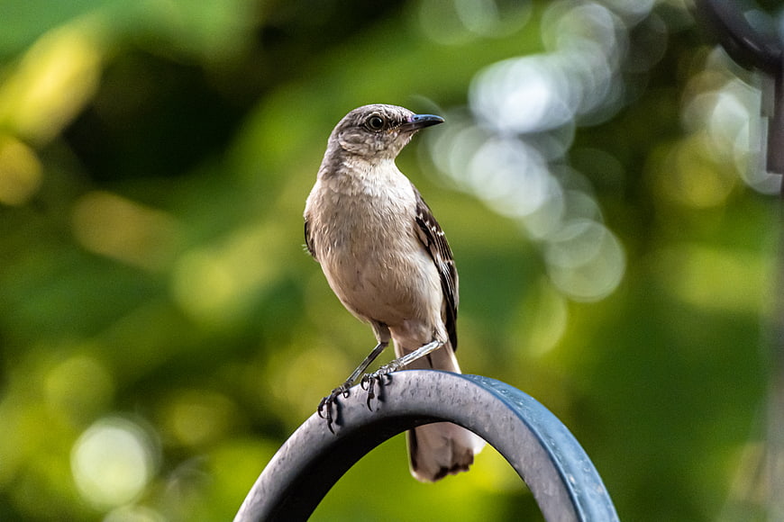 Northern Mockingbird Perched on Metal Ring